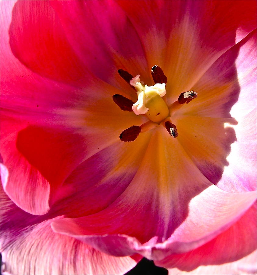 Tulip Heart Photograph by Tracy Male