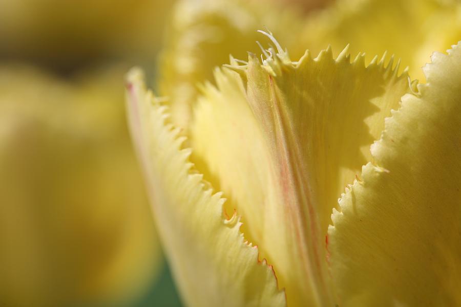Tulip Photograph - Tulip #4 by Mark Severn