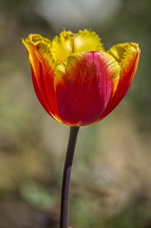 Tulip #2 Photograph by Paulo Goncalves