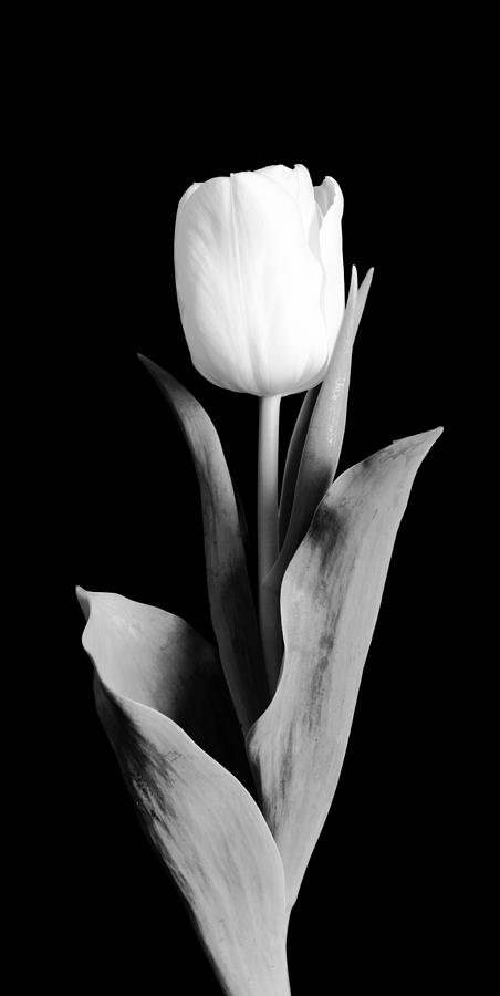 Tulip #2 Photograph by Sebastian Musial