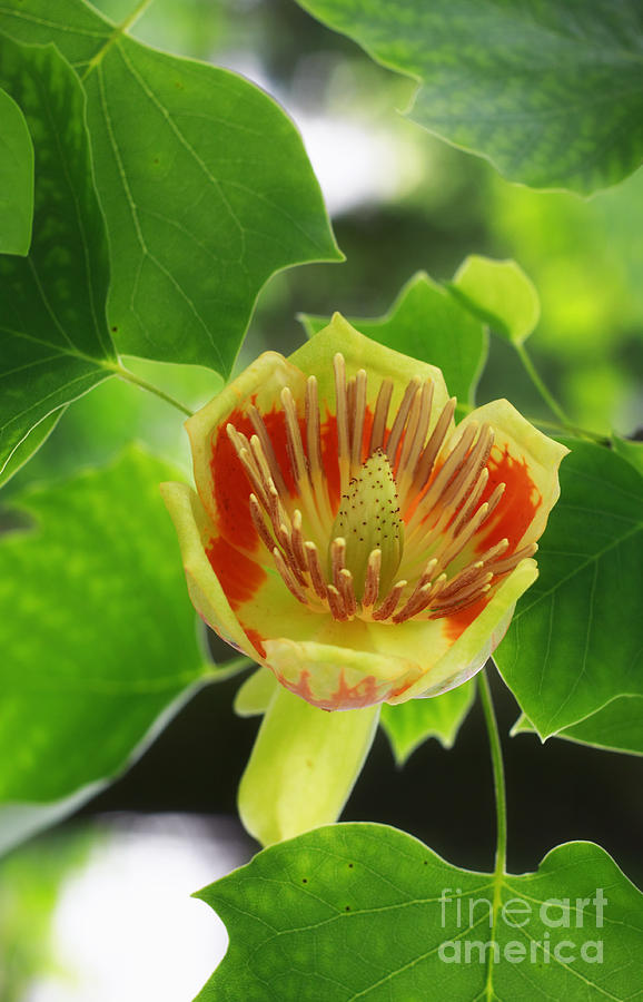 Tulip Tree #2 Photograph by Charline Xia