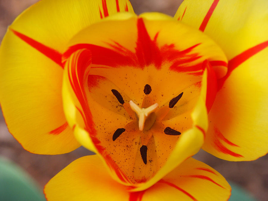 Tulip Tulipa Gesneriana #2 Photograph by Bonnie Sue Rauch