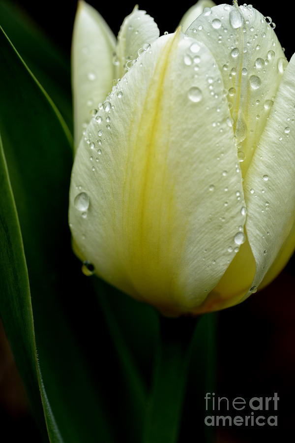 Tulip with Raindrops #2 Photograph by Thomas R Fletcher