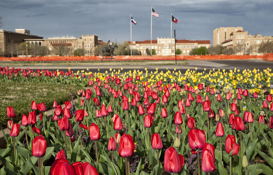 Tulips at Texas Tech University #3 Photograph by Melany Sarafis
