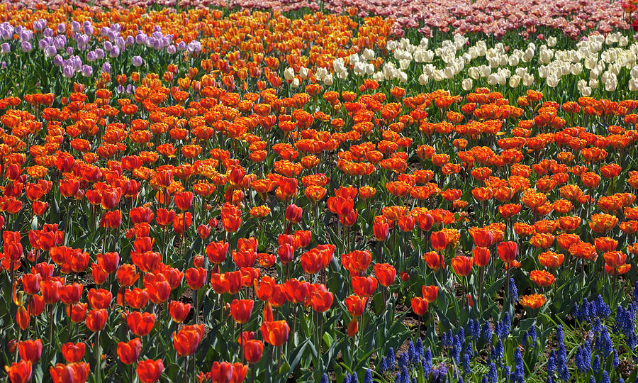 Tulips At The Canadian Tulip Festival #2 Photograph by David Chapman