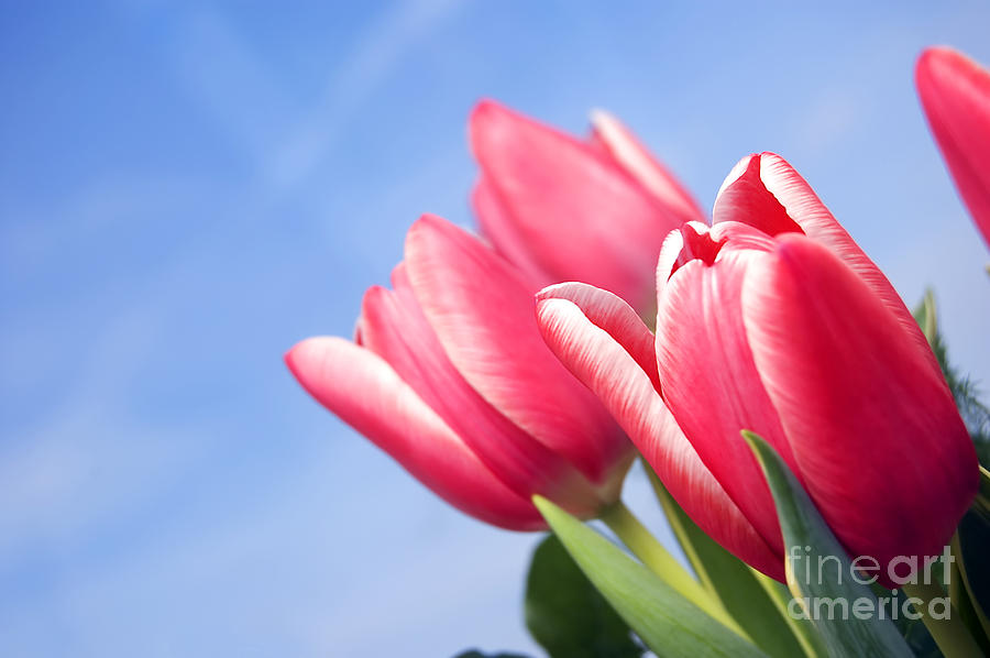 Easter Photograph - Tulips background #2 by Michal Bednarek