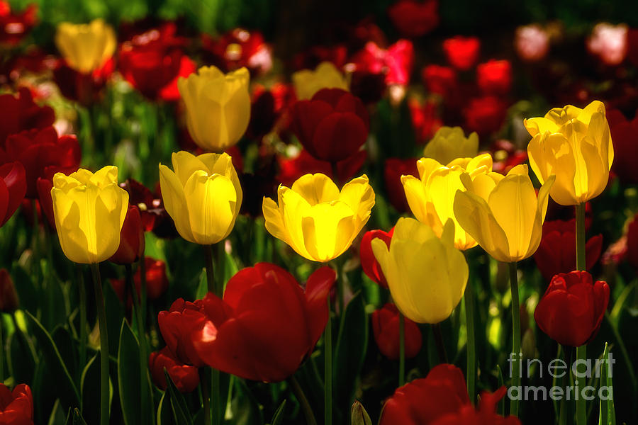 Tulip Photograph - Tulips from Istanbul #1 by Merthan Kortan