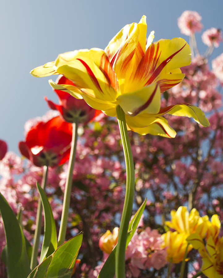 Tulip Photograph - Tulips #2 by Jatin Thakkar