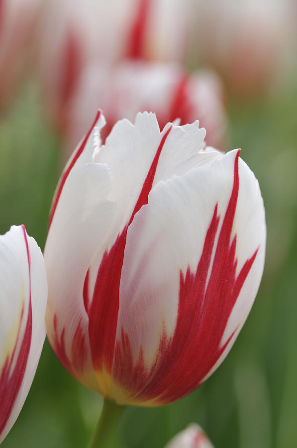Tulips Photograph by Matthias Hauser
