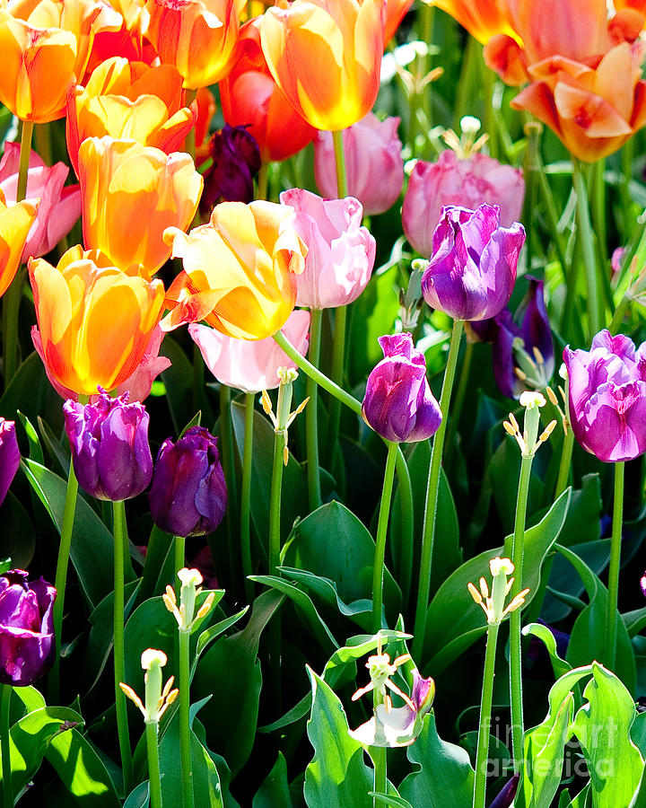 Tulips #2 Photograph by Shijun Munns
