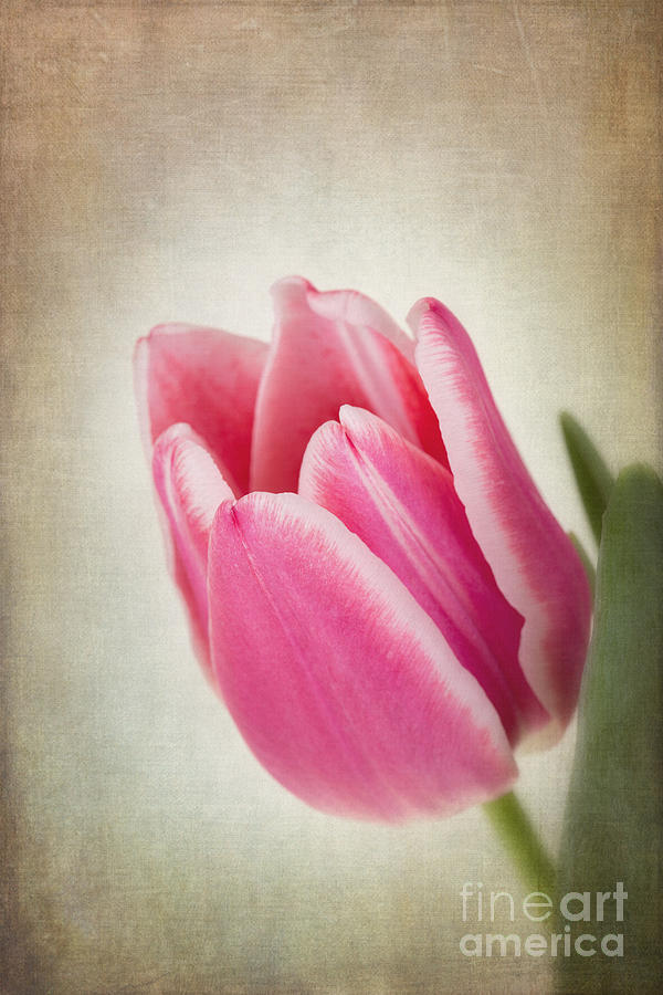 Tulips vintage #2 Photograph by Jane Rix