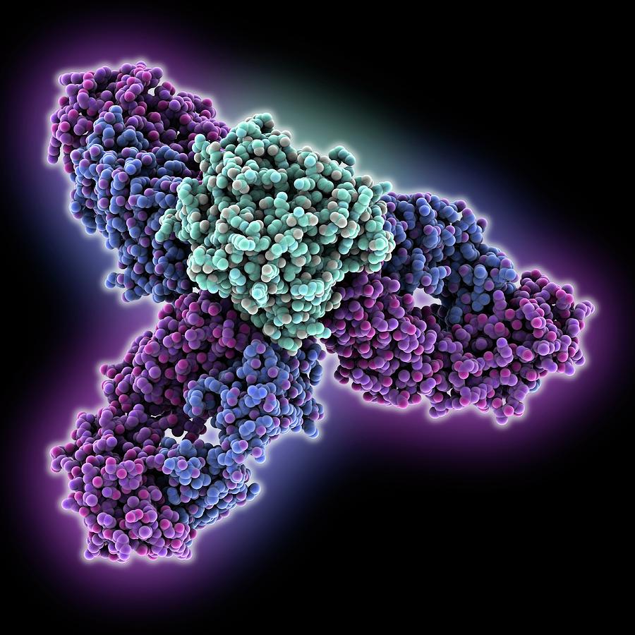 Tumour Necrosis Factor Complex Photograph by Laguna Design/science ...