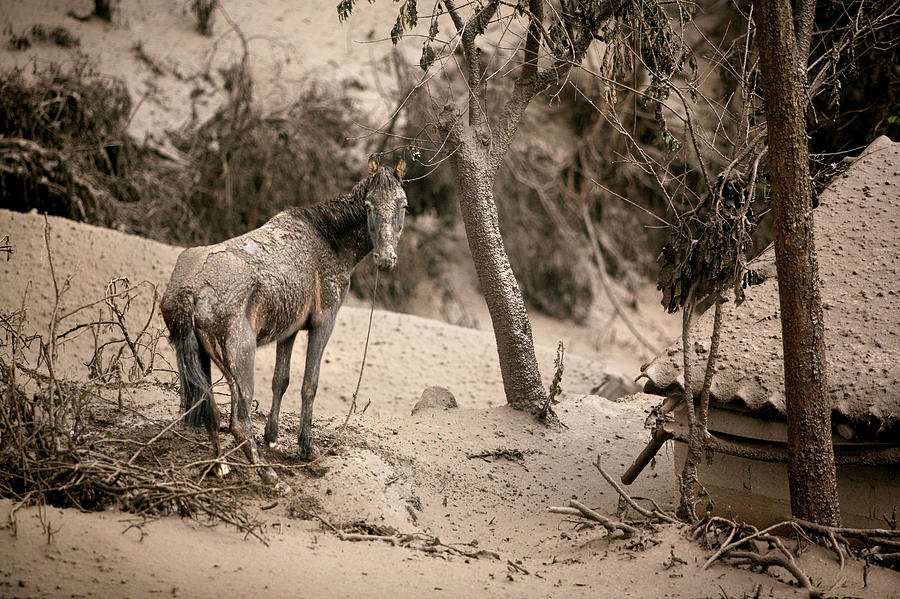 Animal Photograph - Tungurahua Disaster #2 by Ivan Kashinsky