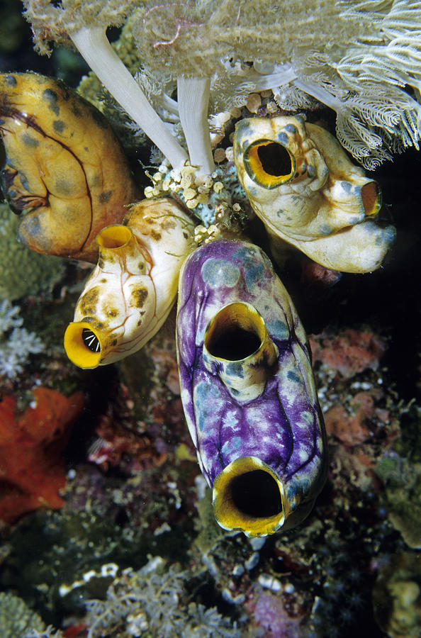 Tunicates #4 Photograph by Andrew J Martinez
