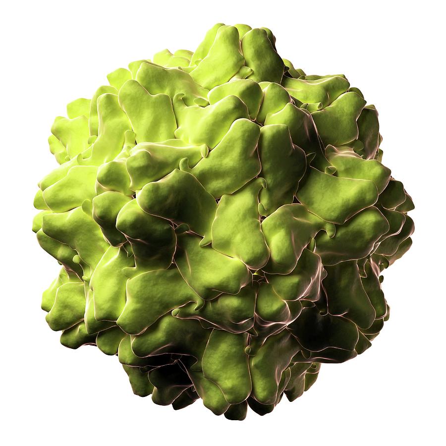 Turnip Yellow Mosaic Virus Photograph by Sciepro/science Photo Library