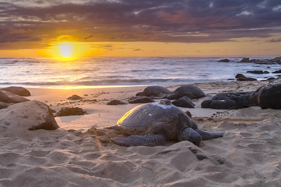 Turtle Photograph - Turtle Beach sunset Oahu Hawaii #2 by Jianghui Zhang