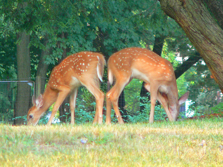 Twin Baby Deer Photograph By John Lan - Fine Art America