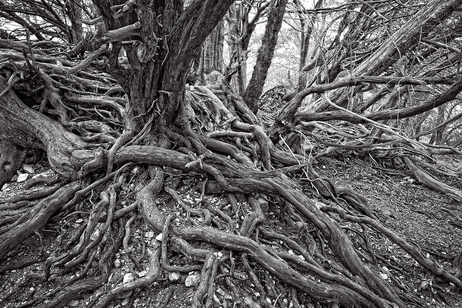Twisted Tree roots #4 Photograph by Roy Pedersen
