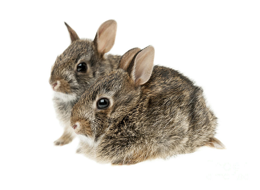 Rabbit Photograph - Two baby bunny rabbits 2 by Elena Elisseeva