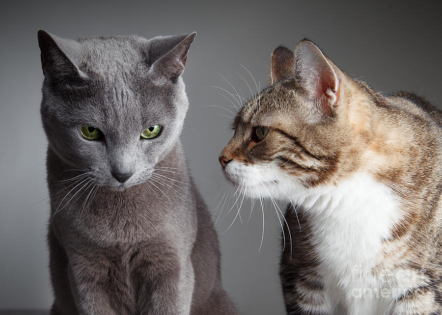 Cat Photograph - Two Cats #2 by Nailia Schwarz