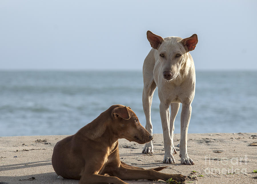 Two homeless dogs on the beach Photograph by Patricia Hofmeester