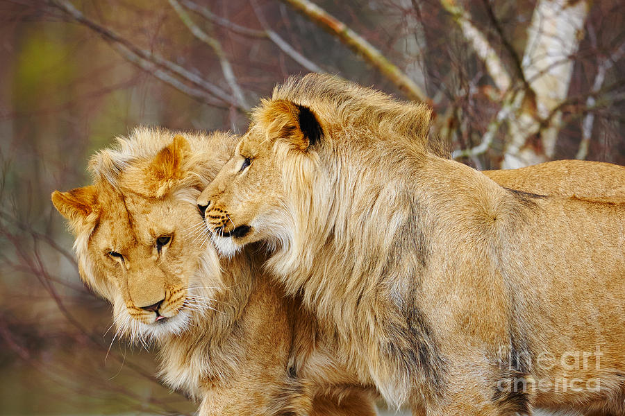 Nature Photograph - Two lions close together #4 by Nick  Biemans