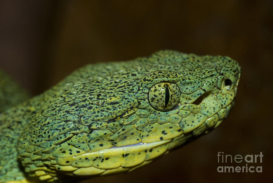 Two-striped Forest Pit Viper #2 Photograph by William H. Mullins