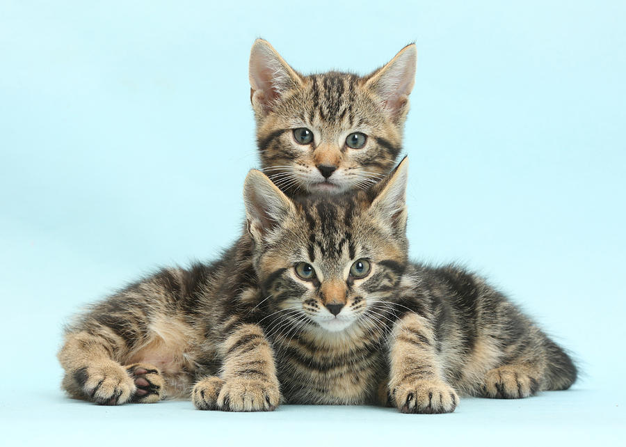 Two Tabby Kittens #2 Photograph by Mark Taylor