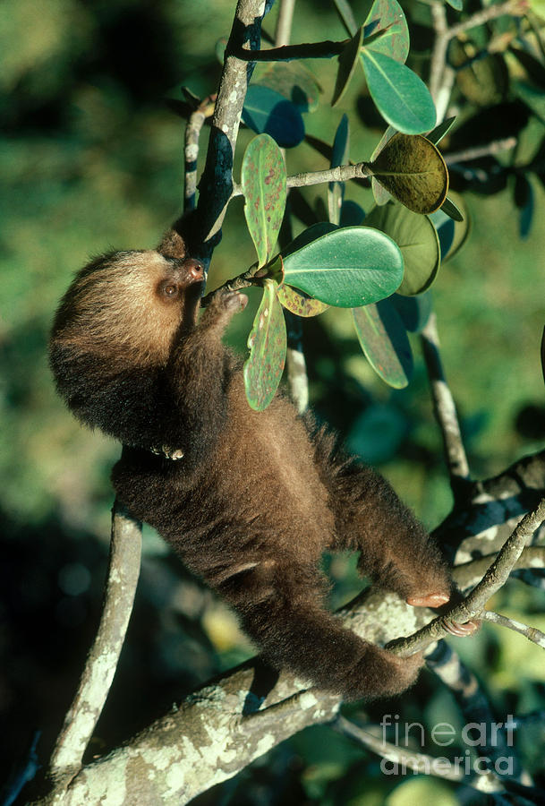 Wildlife Photograph - Two-toed Sloth #2 by Gregory G. Dimijian, M.D.