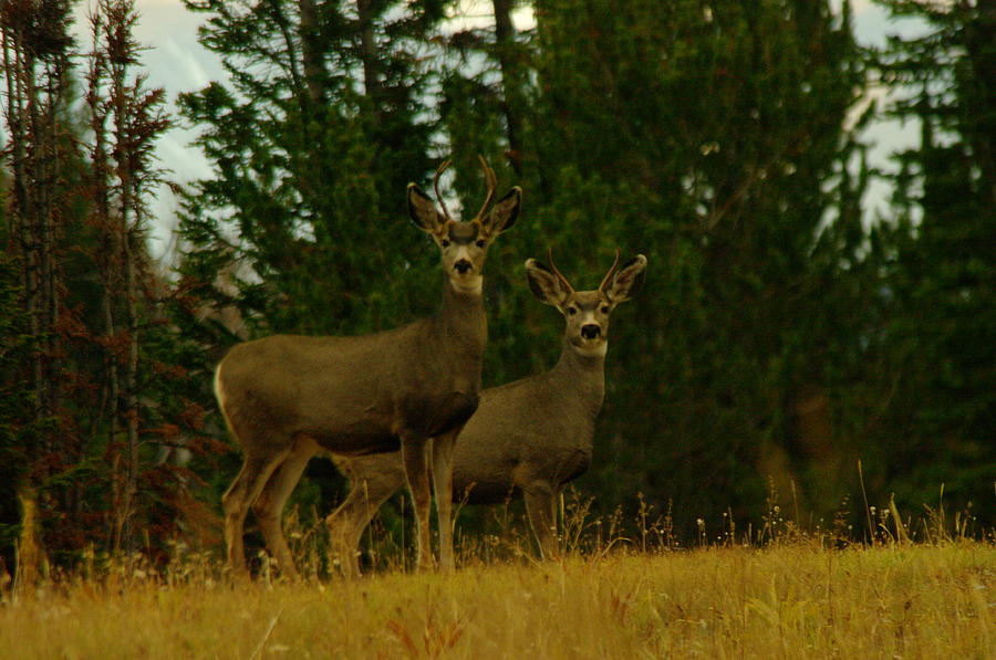 Deer Photograph - Two Young Bucks #1 by Jeff Swan