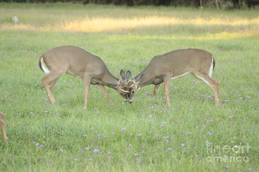 Two Young Bucks Rut Sparring #2 Photograph by Jim Lepard