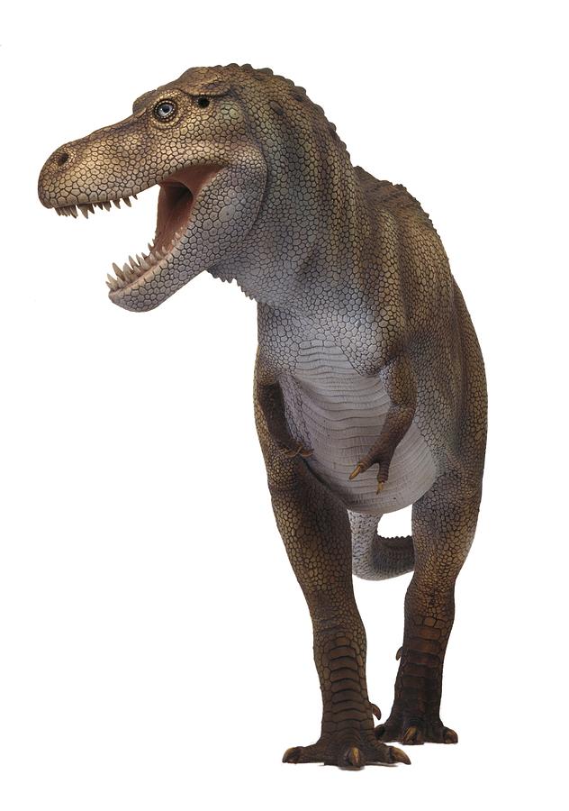 Tyrannosaurus rex model #2 Photograph by Science Photo Library