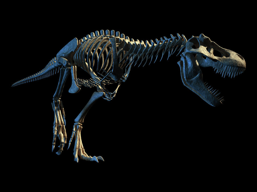 Tyrannosaurus Rex Skeleton Photograph by Leonello Calvetti - Pixels