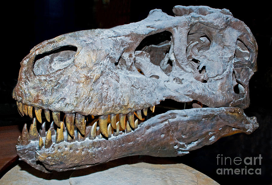 Tyrannosaurus Rex Skeleton Photograph by Millard H. Sharp - Pixels