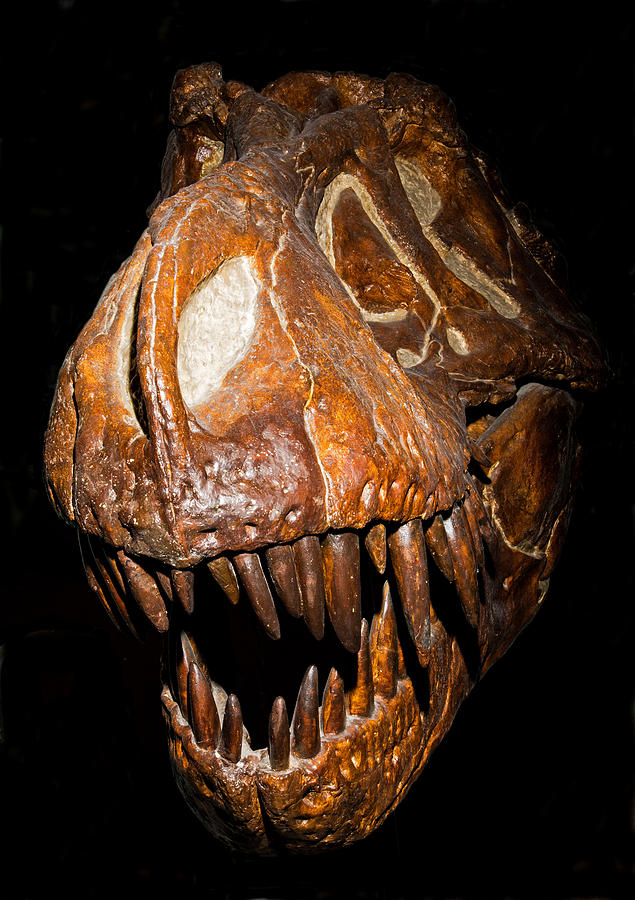 Tyrannosaurus Rex Skull Fossil #2 Photograph by Millard H. Sharp
