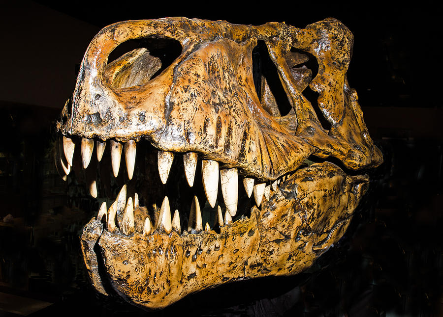 Tyrannosaurus Rex Skull #2 Photograph by Millard H. Sharp