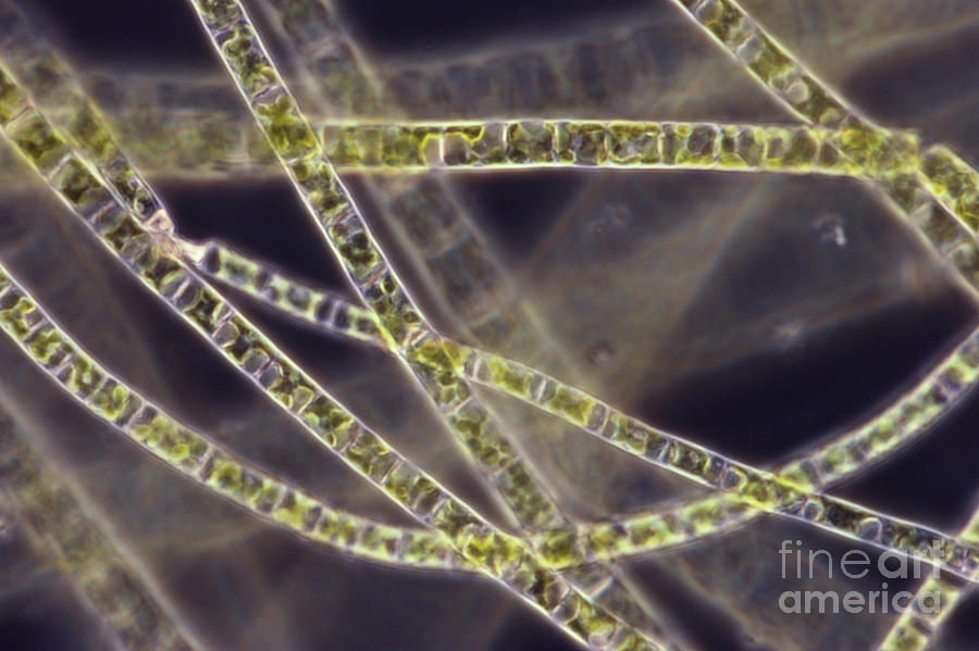Science Photograph - Ulothrix Sp. Algae, Lm #2 by David M. Phillips