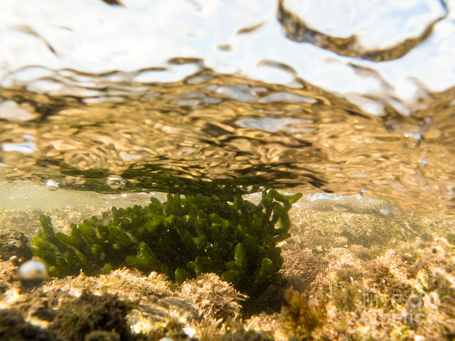 Nature Photograph - Underwater shot of seaweed plant surface reflected #2 by Stephan Pietzko