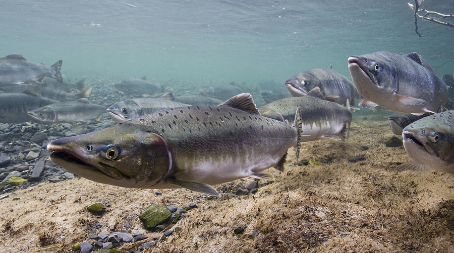 Underwater View Of Pink And Chum Salmon Photograph by Thomas Kline