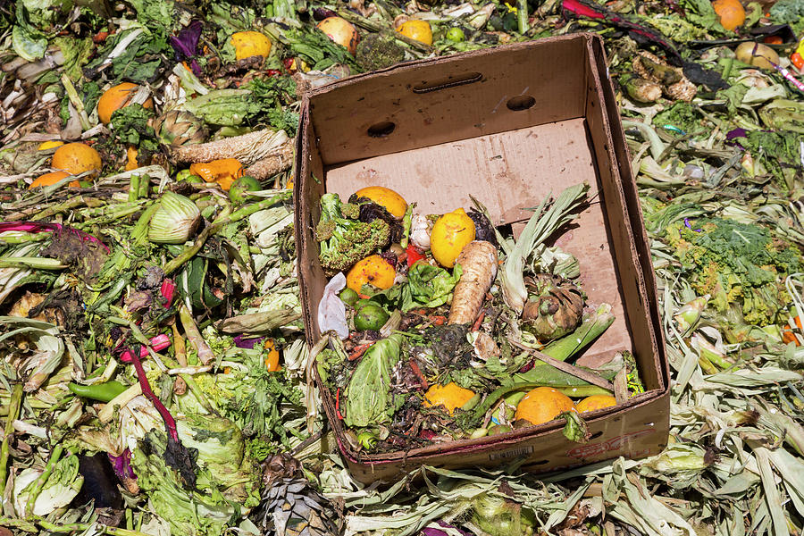 University Of Arizona Photograph - University Food Waste Composting Program #2 by Jim West/science Photo Library
