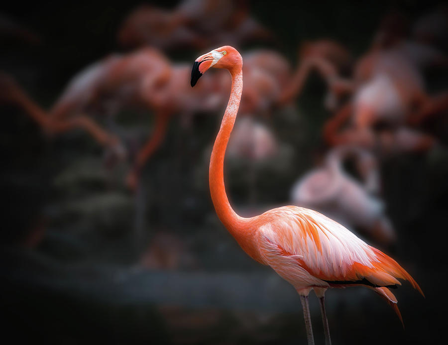Flamingo Photograph - Untitled #2 by Abbas Ali Amir