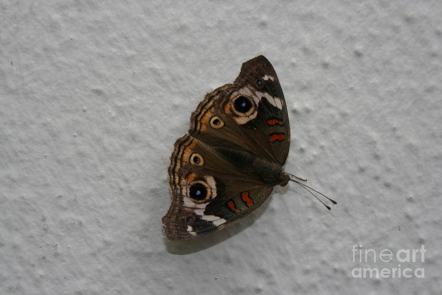 Mothra Photograph by Cynthia Marcopulos