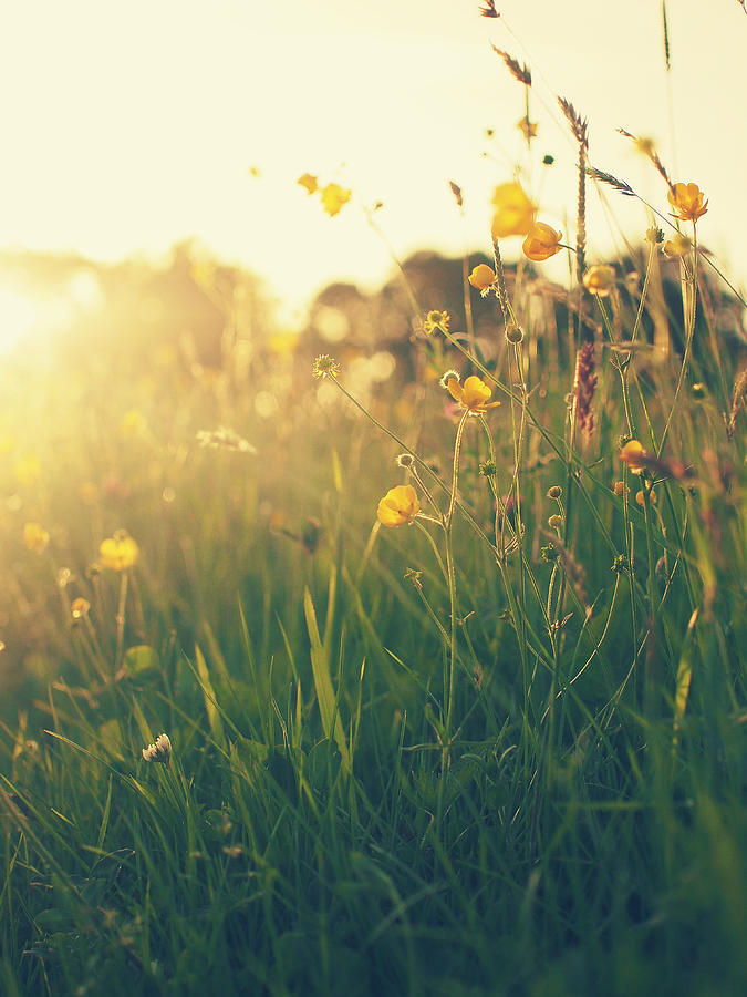 Summer Photograph - Untitled 2 by Patrick Horgan Summer Photograph - Untitled 2 by Patrick Horgan