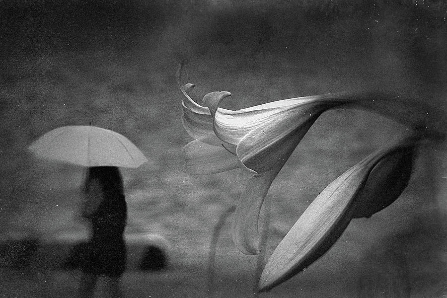 Lily Photograph - Untitled by Teru Lily Photograph - Untitled by Teru