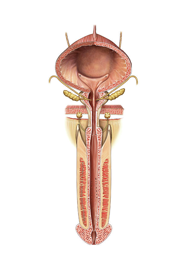 Urinary Bladder And Urethra Photograph By Asklepios Medical Atlas Pixels Merch 6242