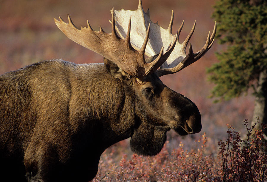 Usa Alaska Bull Moose Denali Photograph By Gerry Reynolds Pixels