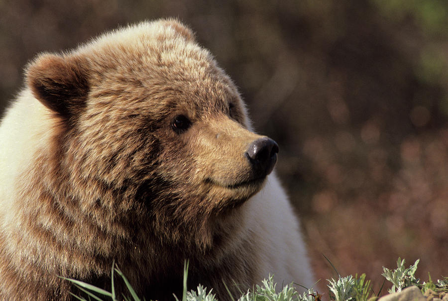 Denali National Park Photograph - USA, Alaska, Grizzly Bear, Denali #2 by Gerry Reynolds
