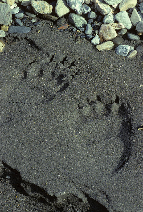 Denali National Park Photograph - USA, Alaska, Grizzly Bear Tracks #2 by Gerry Reynolds