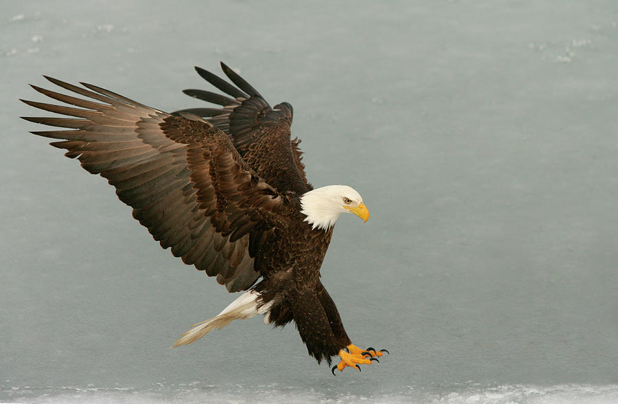 USA, Alaska, Homer Photograph by Jaynes Gallery - Fine Art America