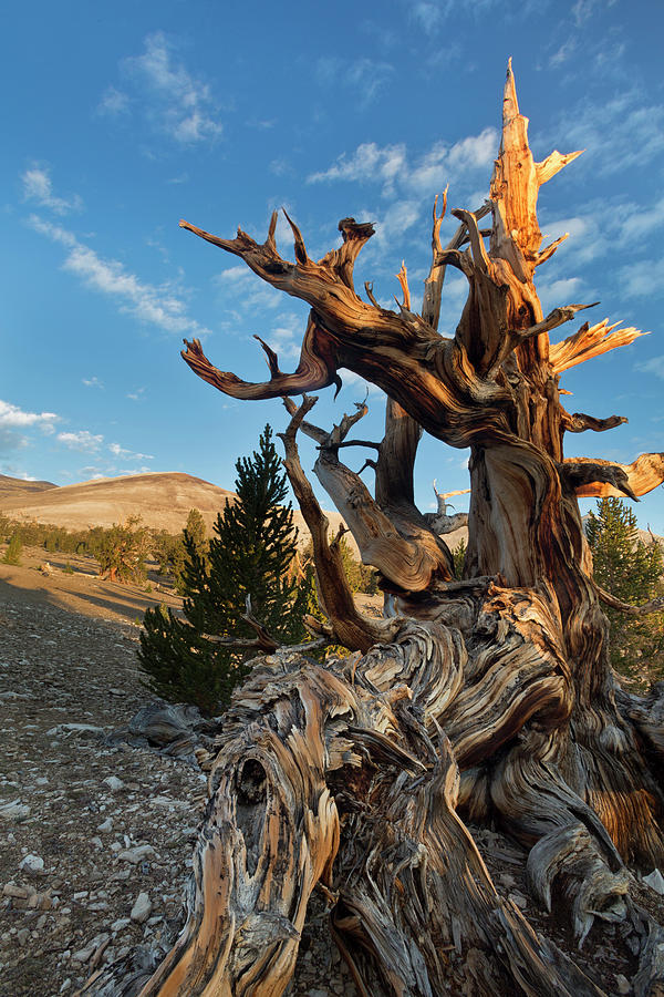 Tree Photograph - USA, California, Inyo National Forest #2 by Jaynes Gallery